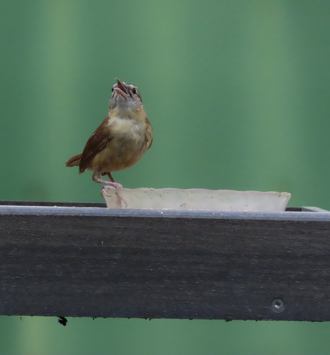 Carolina Wren - ML638514649