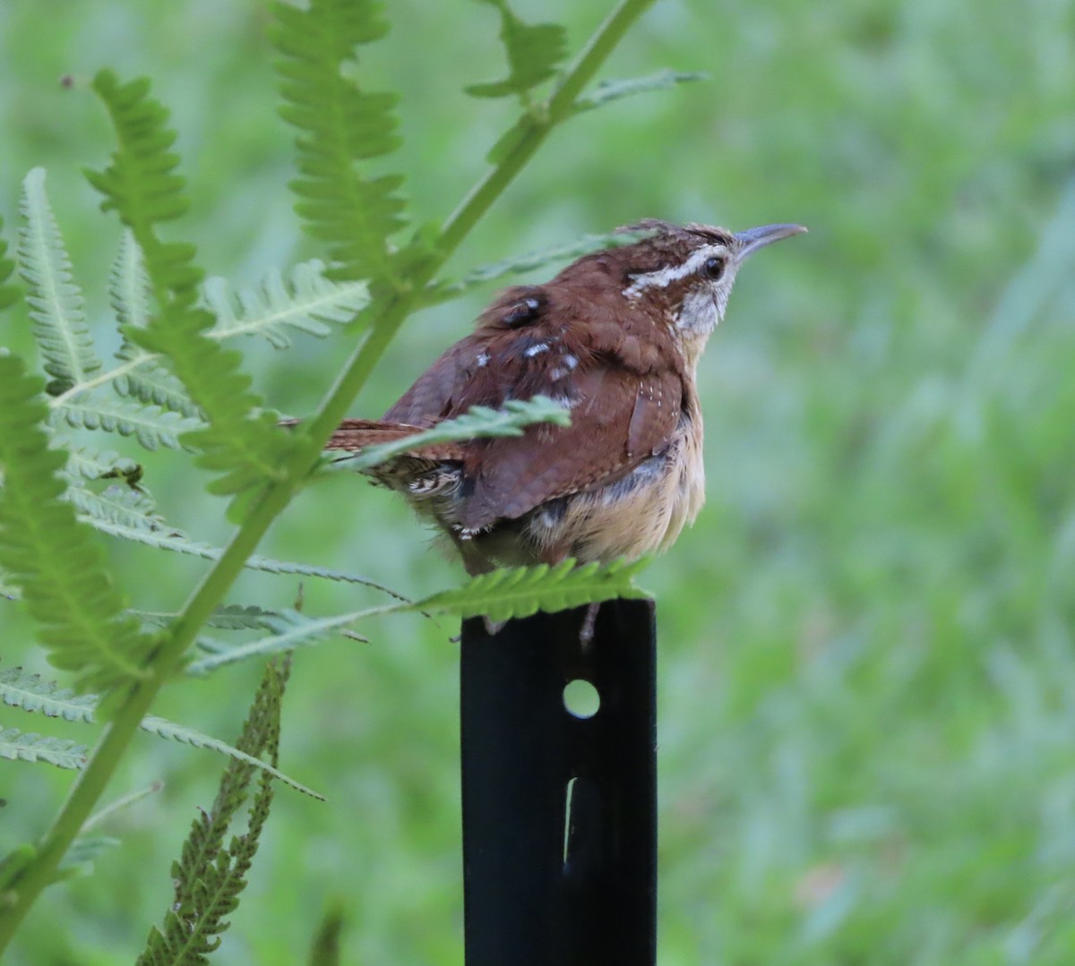 Carolina Wren - ML638514651
