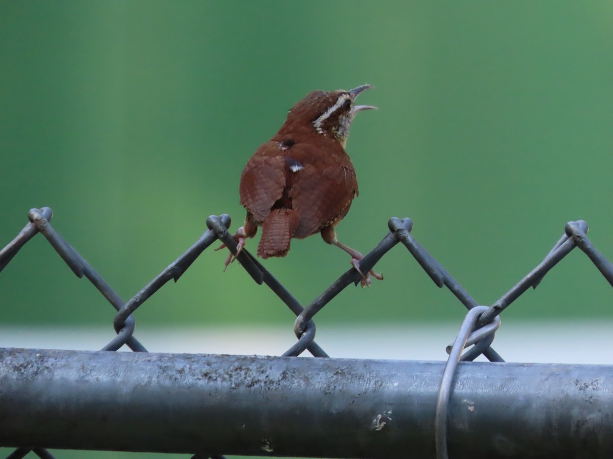 Carolina Wren - ML638514652