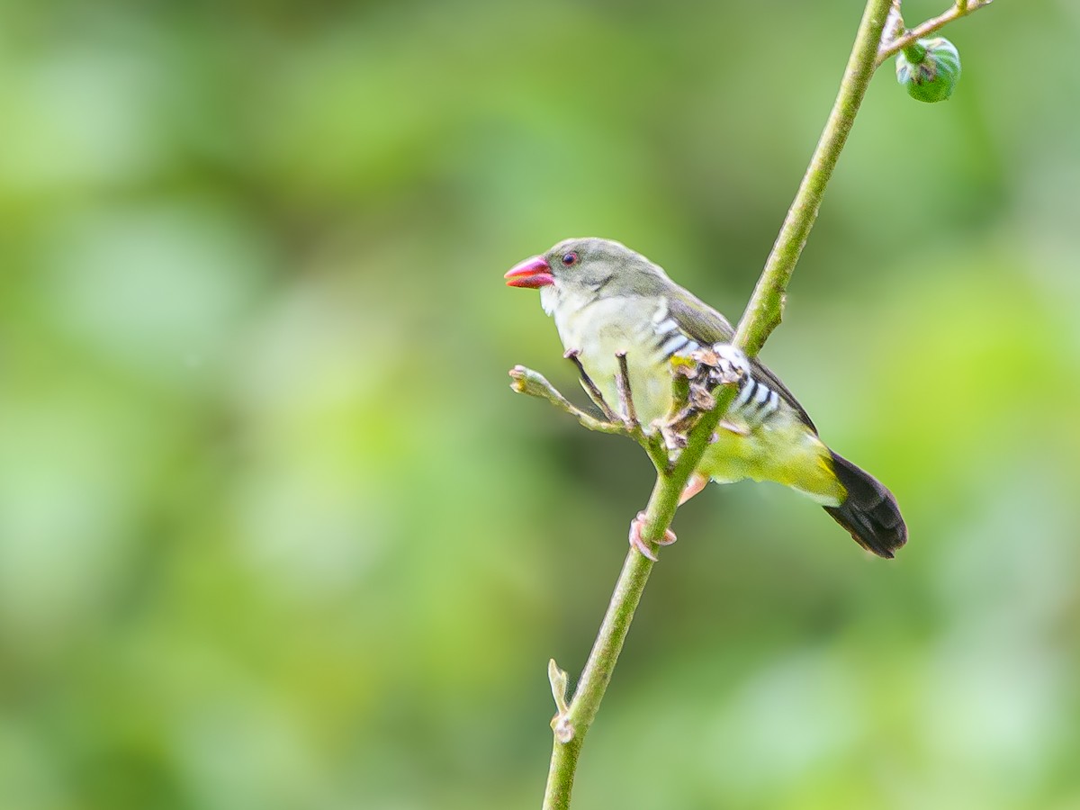 Green Avadavat - ML638514658