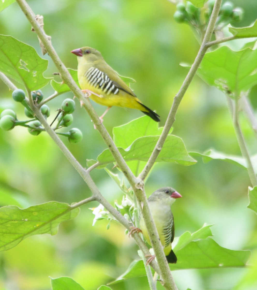 Green Avadavat - ML638514659