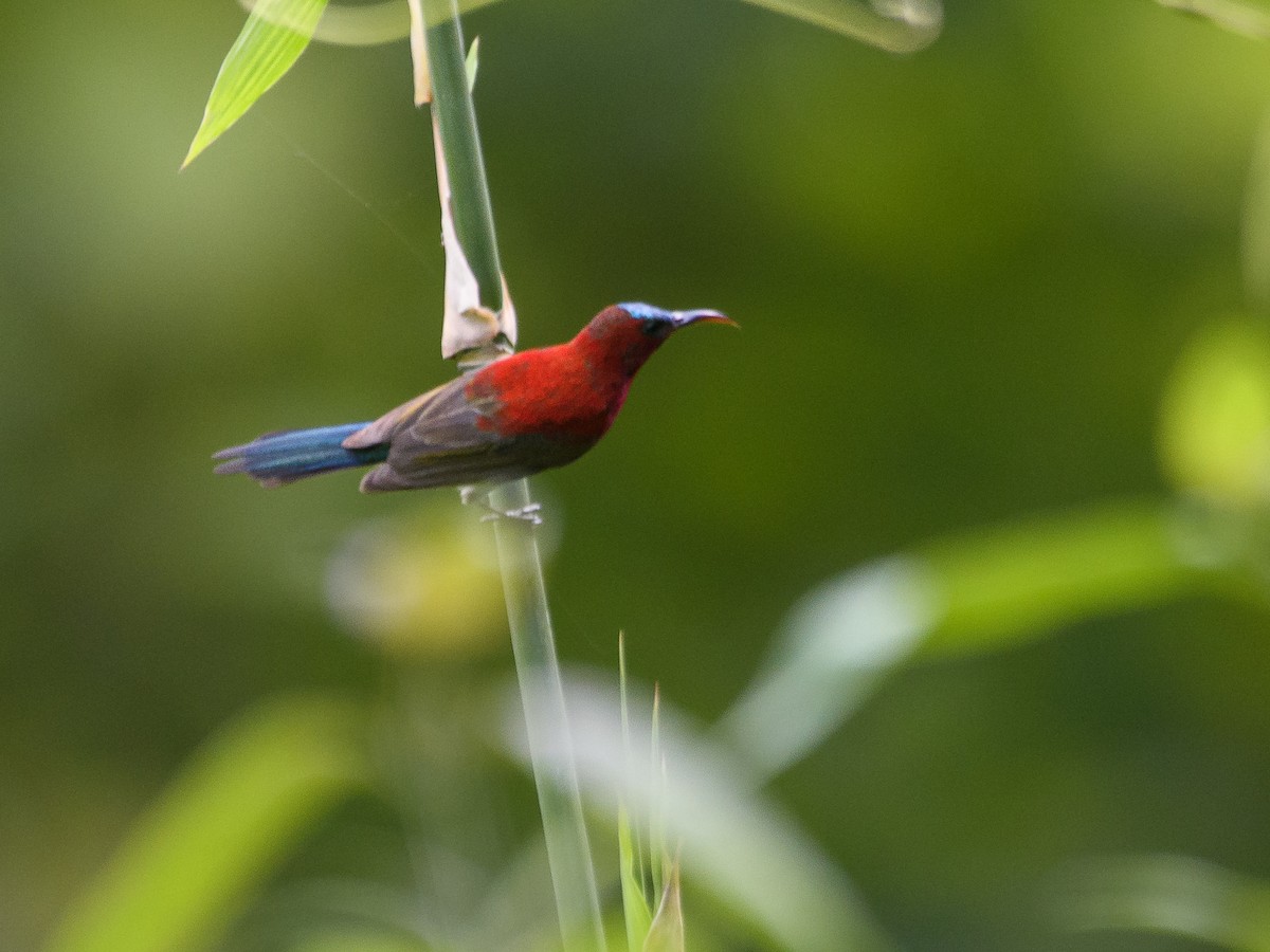 Crimson Sunbird - ML638514708