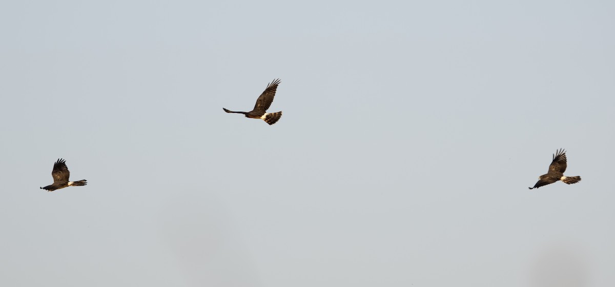 זרון אמריקני - ML638514741