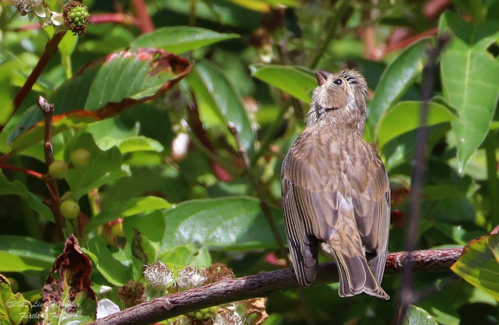 Purple Finch - ML638514750