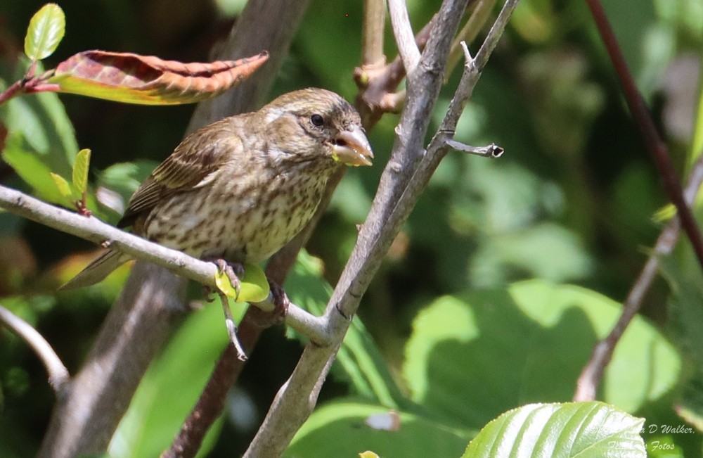 Purple Finch - ML638514751