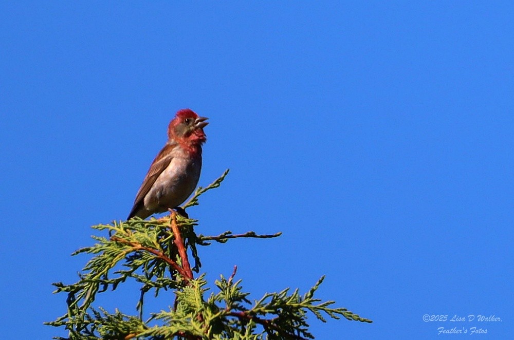 Purple Finch - ML638514752