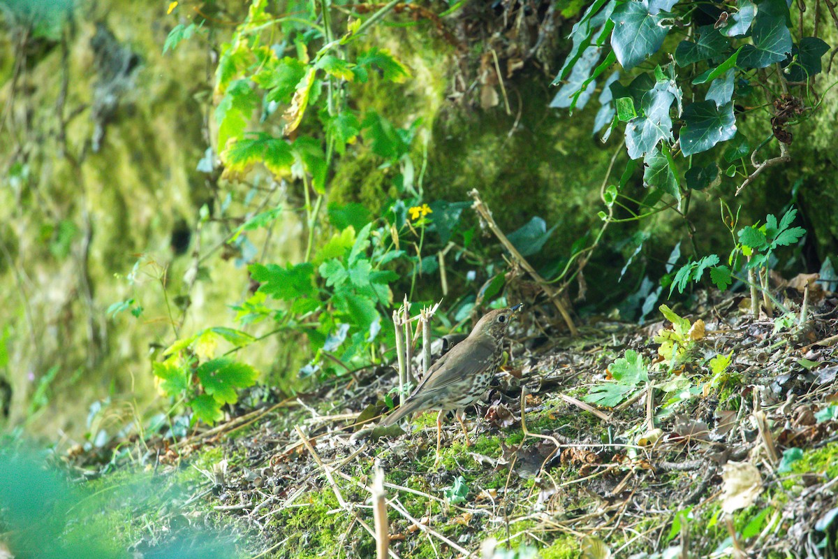 Song Thrush - ML638514782