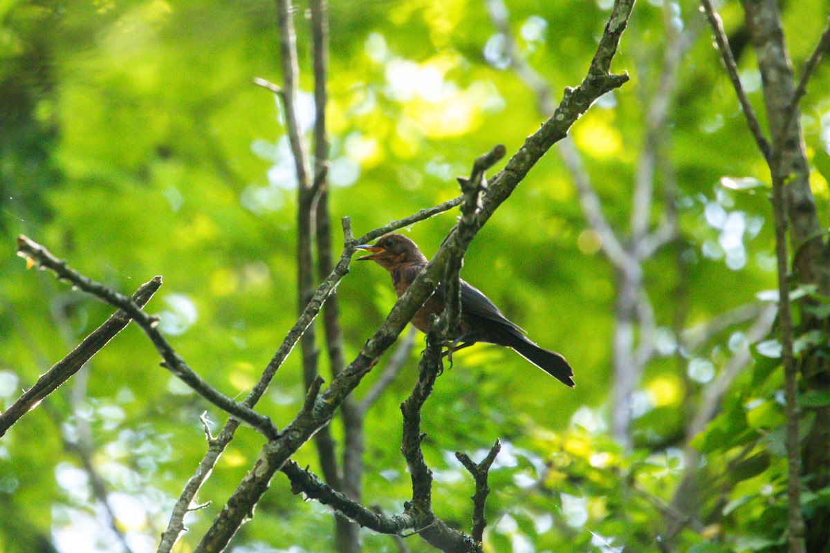 Eurasian Blackbird - ML638514787