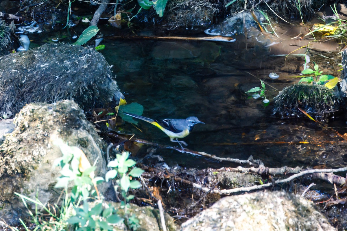 Gray Wagtail - ML638514790