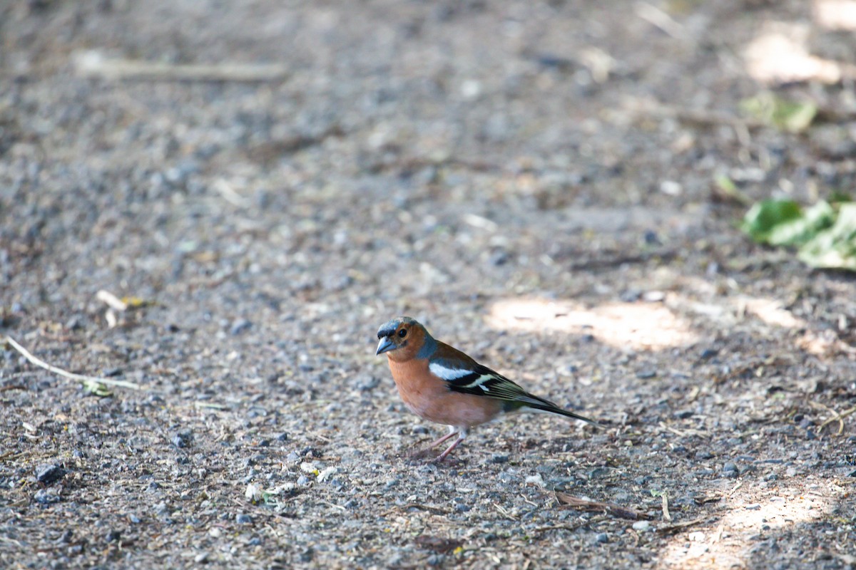 Common Chaffinch - ML638514791