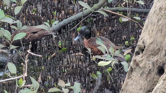 Chestnut Teal - ML638514843