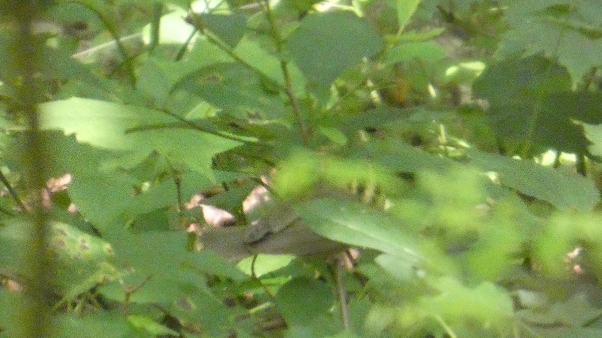 Worm-eating Warbler - ML638514850