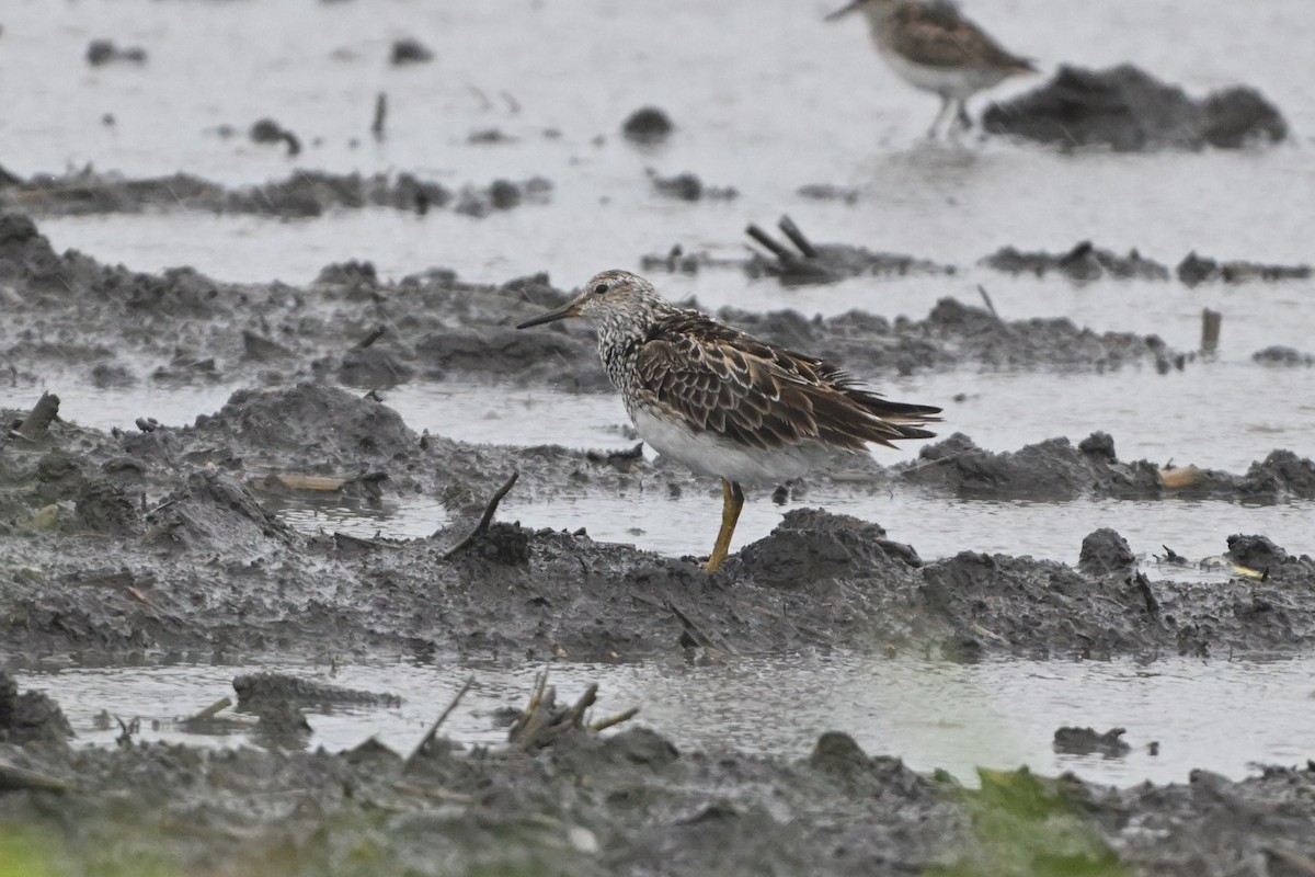 Pectoral Sandpiper - ML638514884