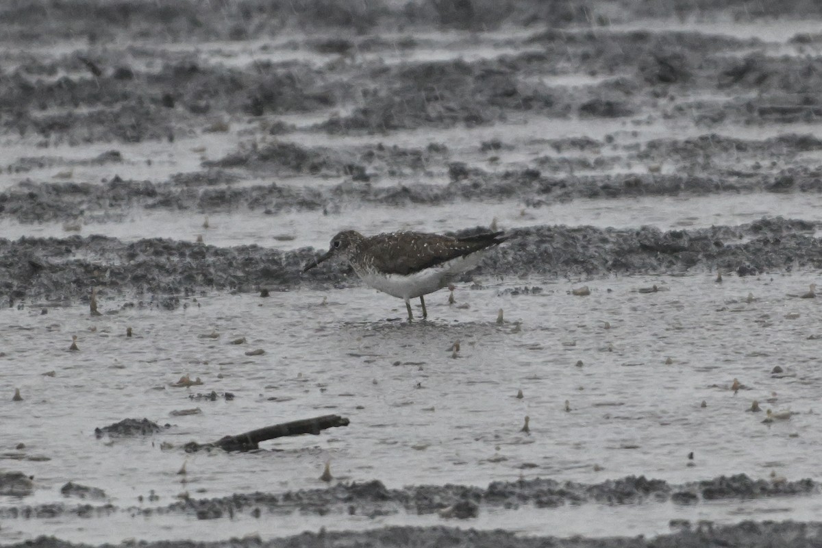 Einsiedelwasserläufer - ML638514895