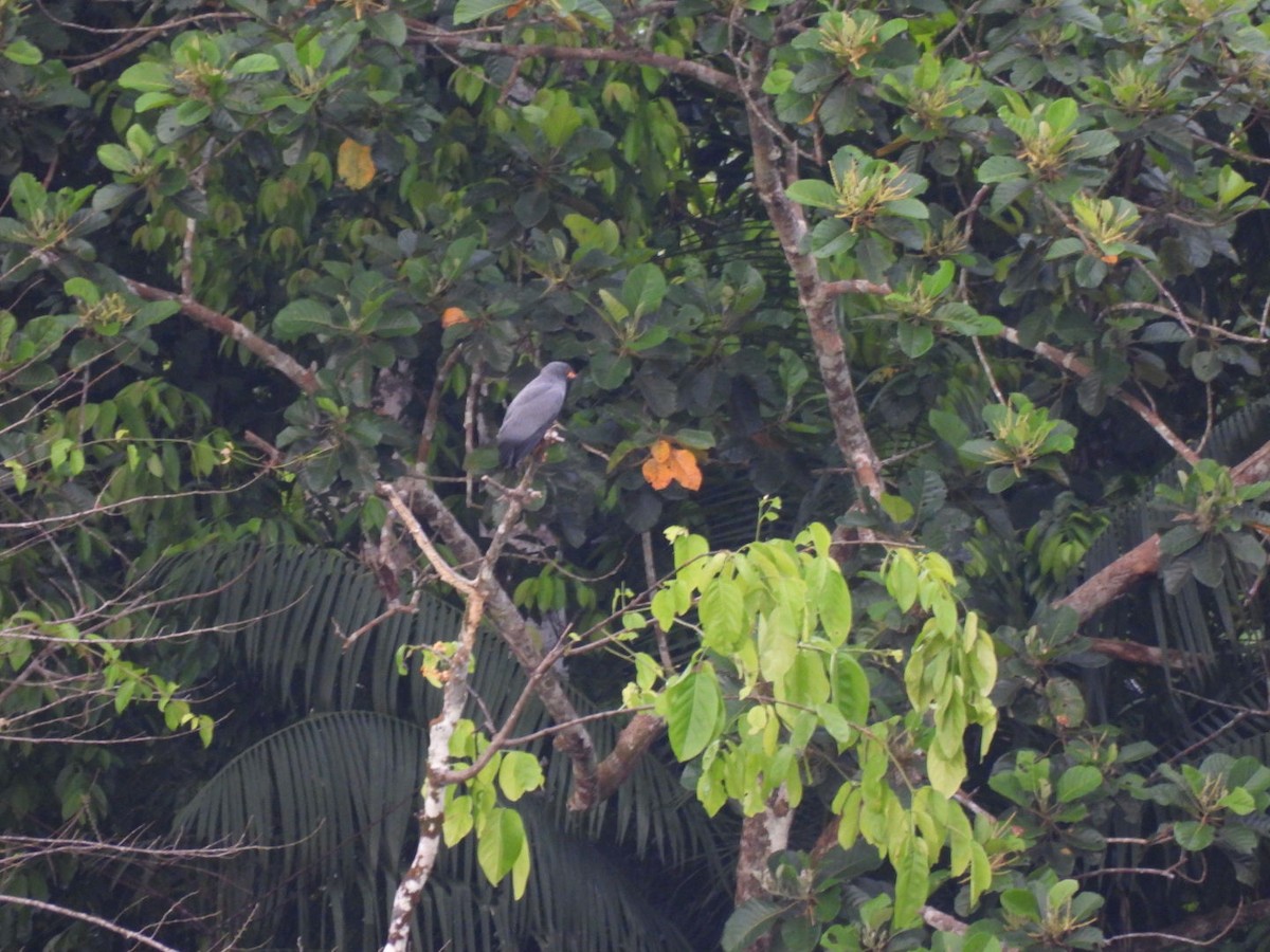 Slender-billed Kite - ML638514901