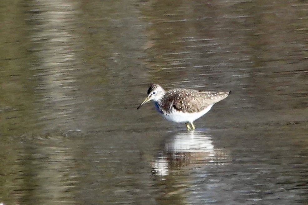 Einsiedelwasserläufer - ML638514902