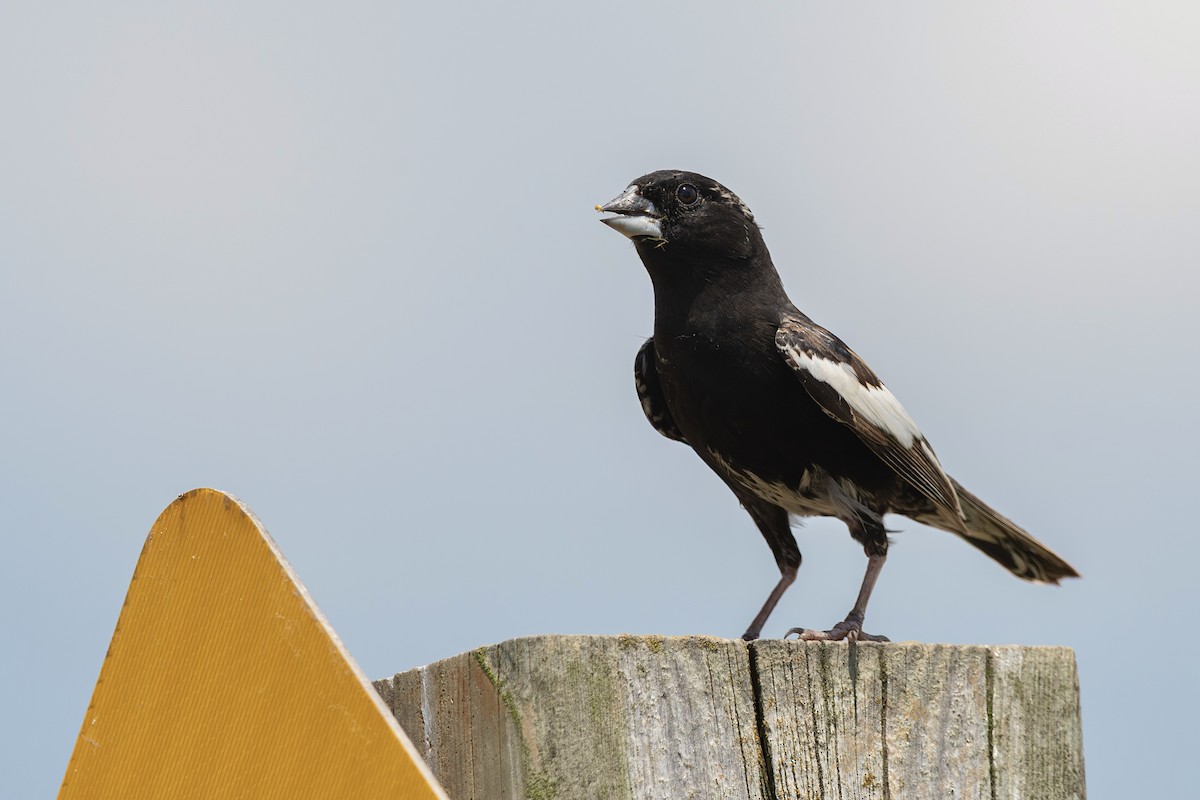 Bruant noir et blanc - ML638514965