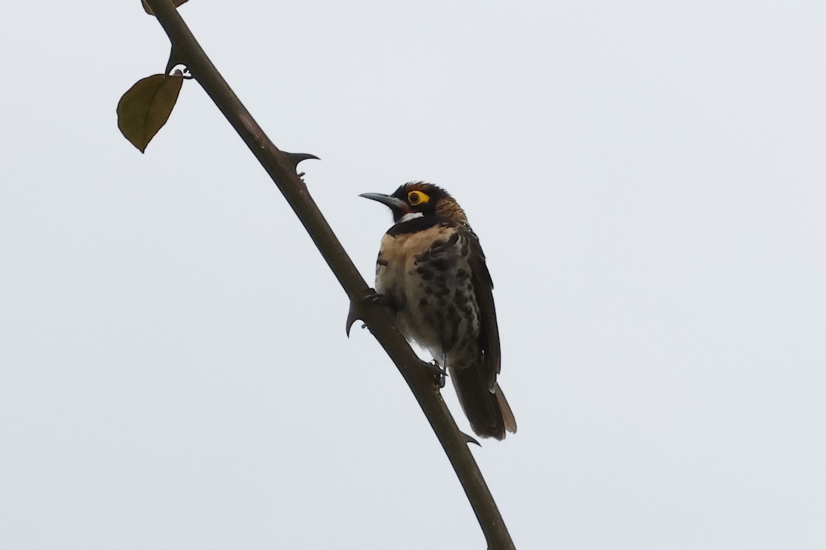 Ornate Melidectes - ML638514967