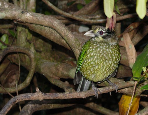 Spotted Catbird - ML638514971