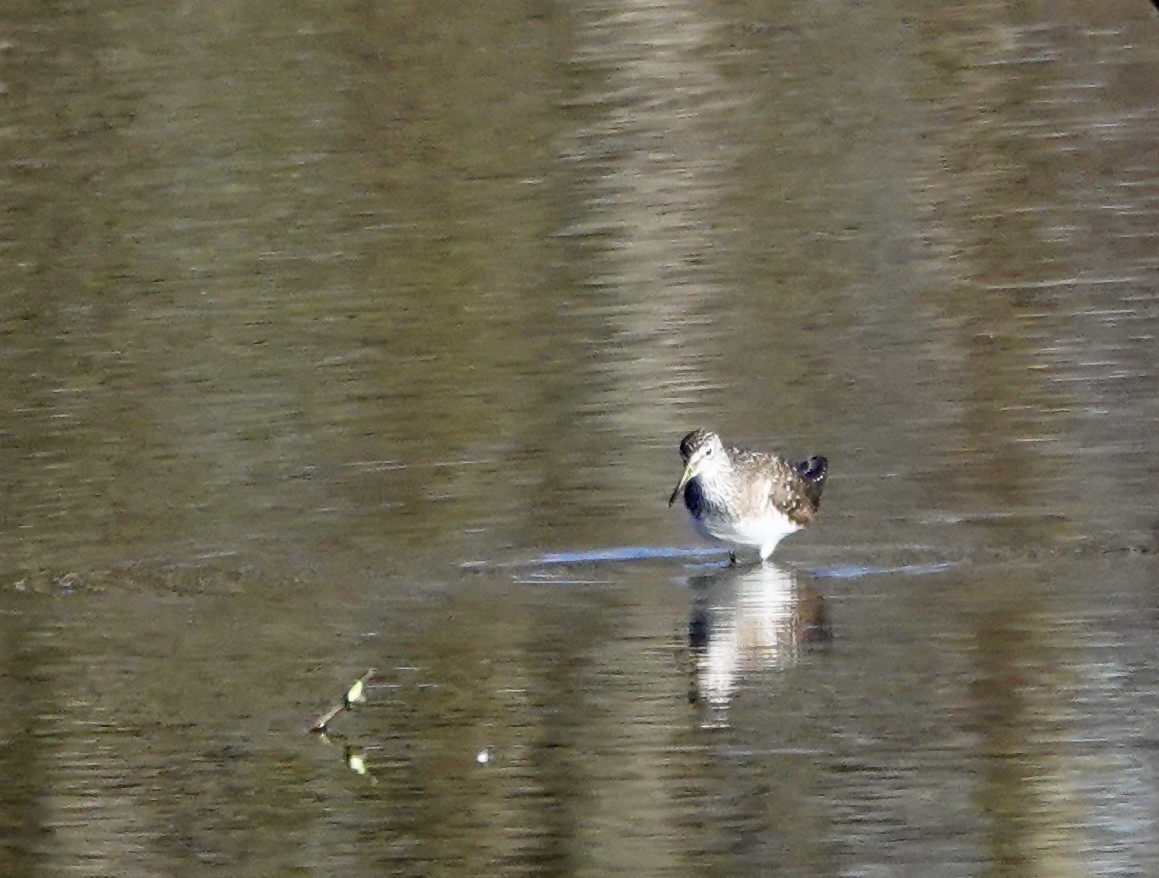 Einsiedelwasserläufer - ML638515033