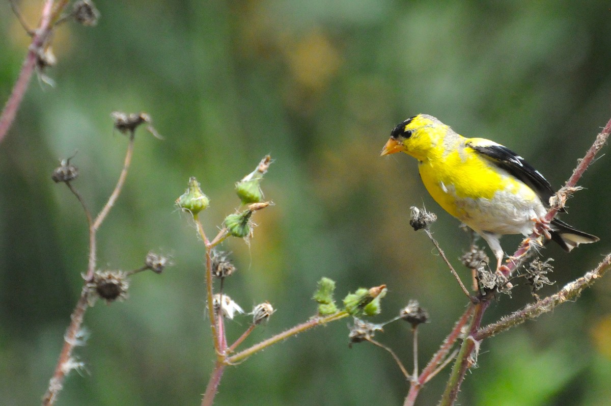 American Goldfinch - ML638515036