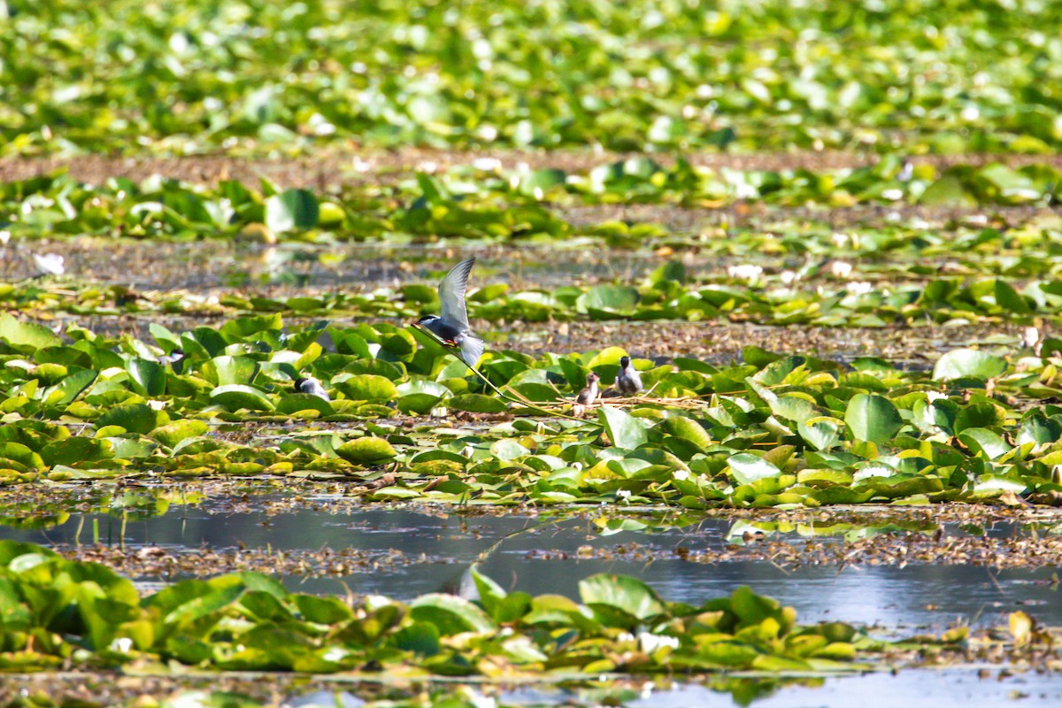 Whiskered Tern - ML638515064