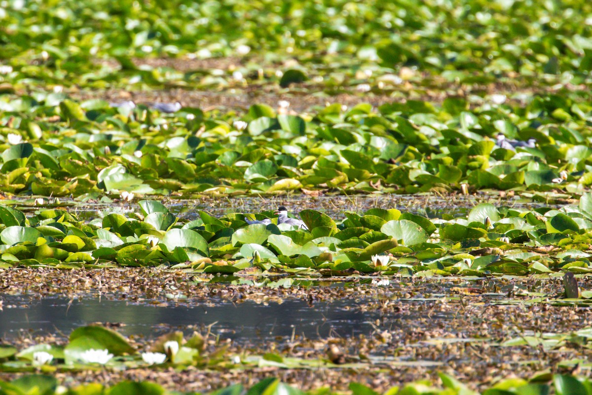 Whiskered Tern - ML638515065
