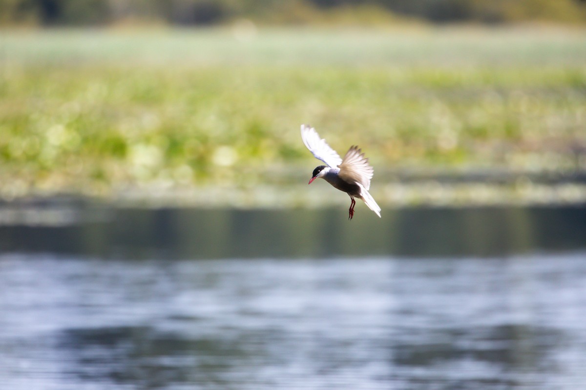 Whiskered Tern - ML638515066