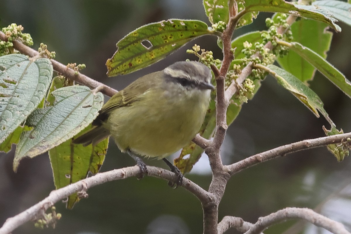 Island Leaf Warbler - ML638515069
