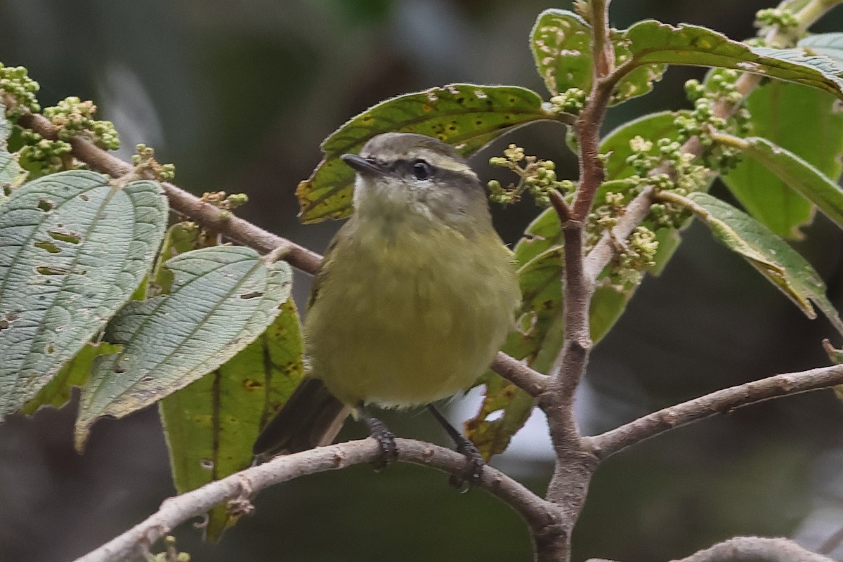 Island Leaf Warbler - ML638515070