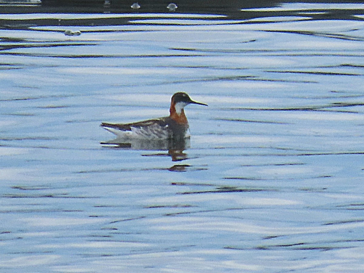Red-necked Phalarope - ML638515074
