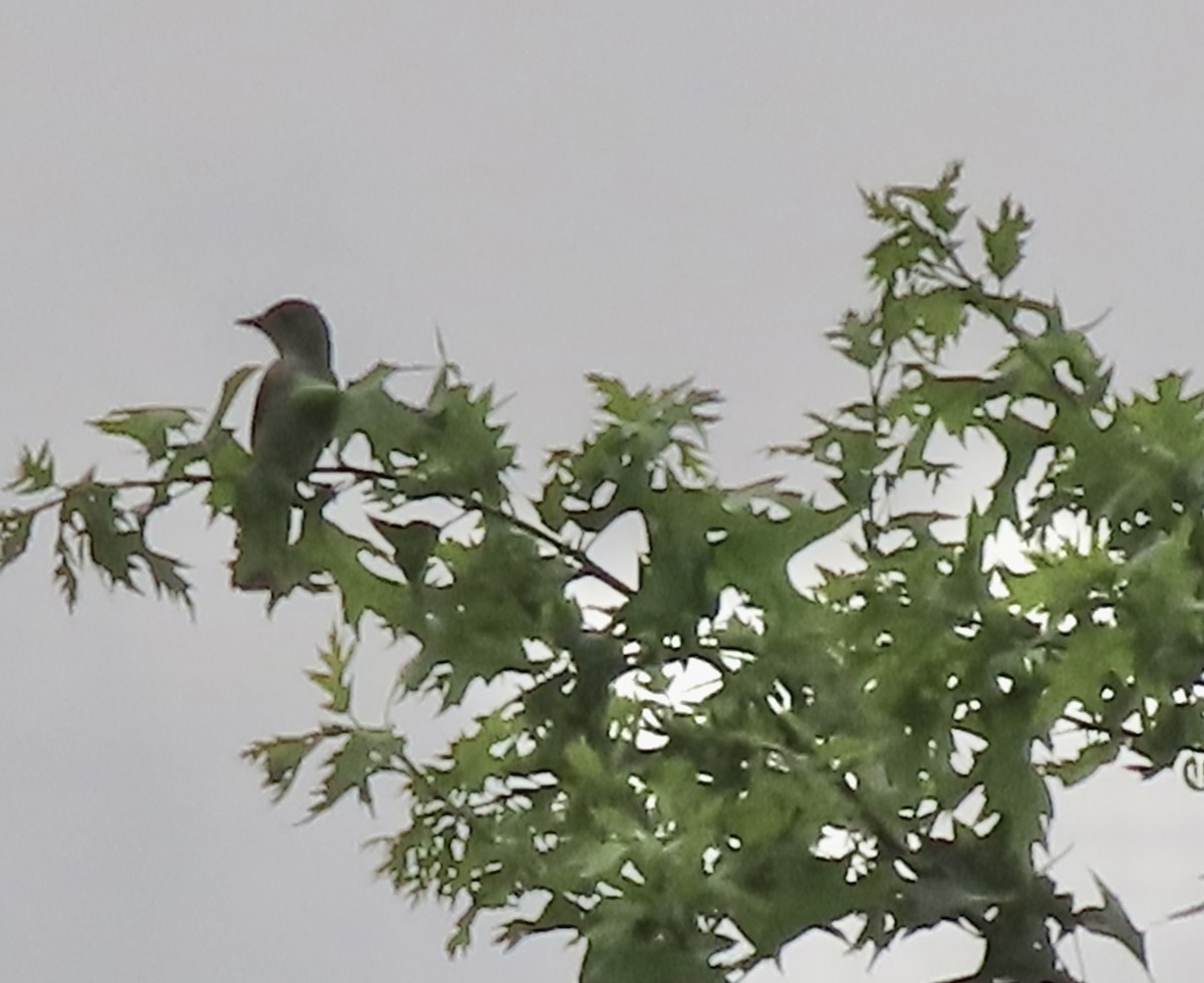 Eastern Kingbird - ML638515077