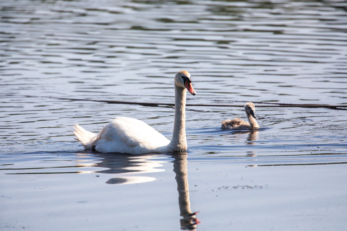 Mute Swan - ML638515079