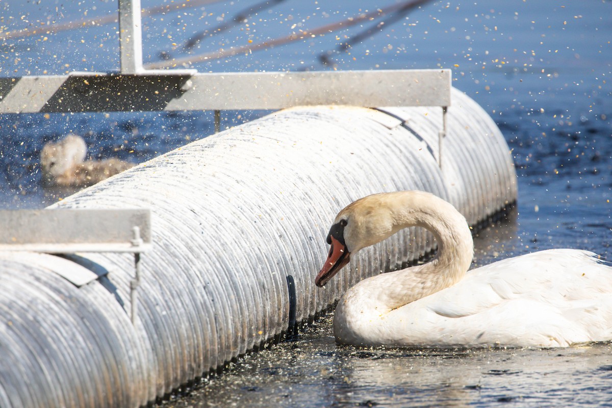 Mute Swan - ML638515080