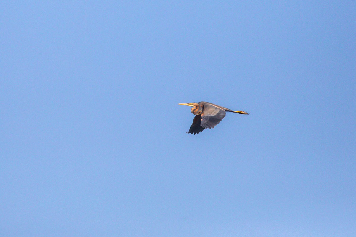 Purple Heron - ML638515082