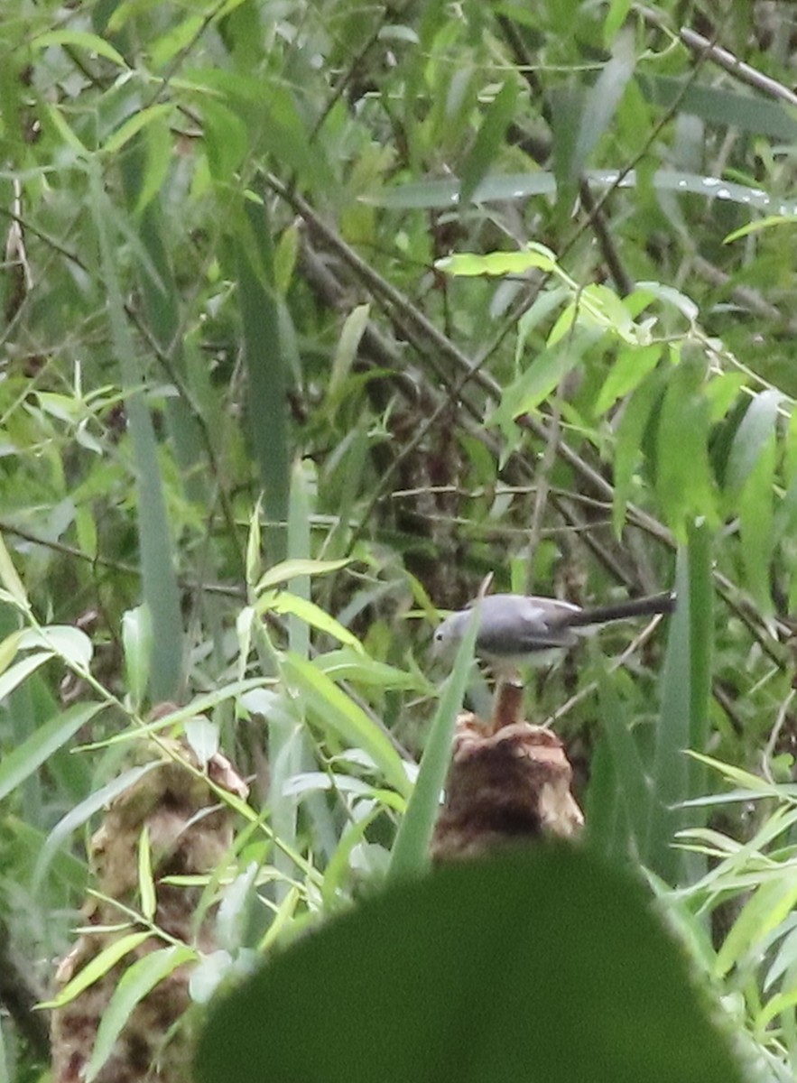 Blue-gray Gnatcatcher - ML638515092