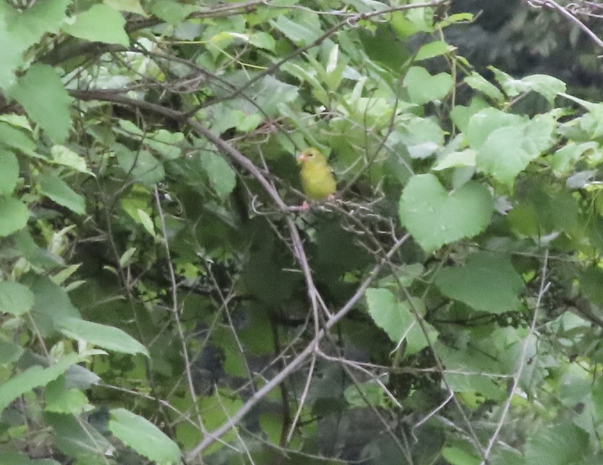 American Goldfinch - ML638515129