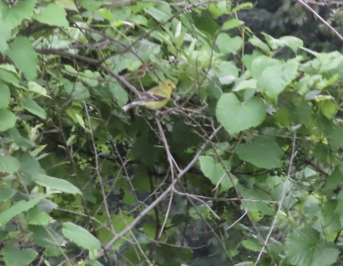 American Goldfinch - ML638515130