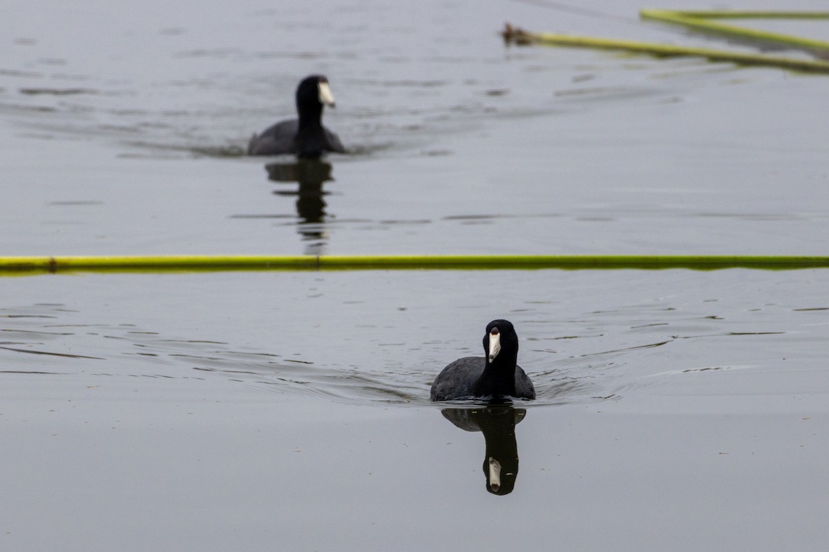 American Coot - ML638515134