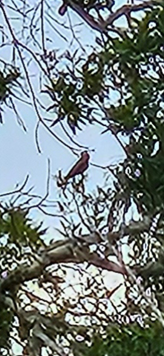 Ruby-throated Hummingbird - ML638515139