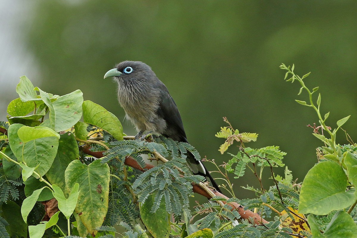 Blue-faced Malkoha - ML638515148
