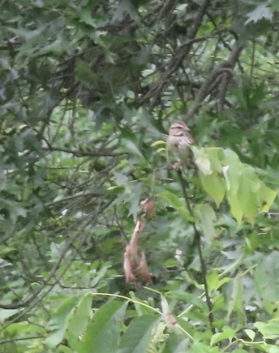 Song Sparrow - ML638515156