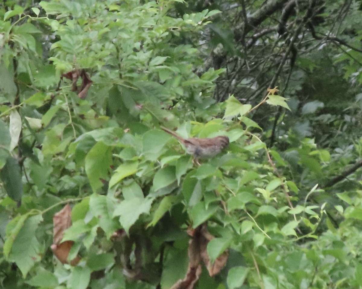Song Sparrow - ML638515157