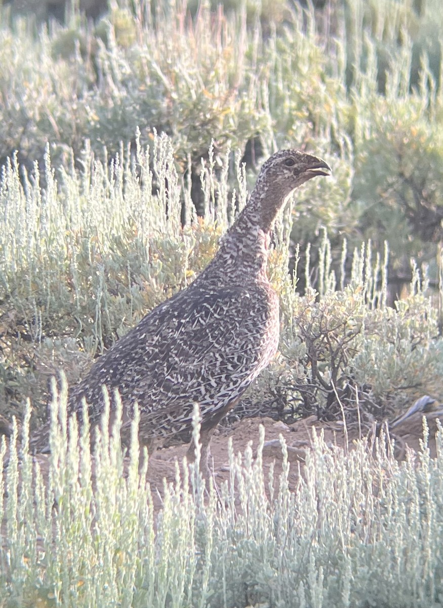Greater Sage-Grouse - ML638515158