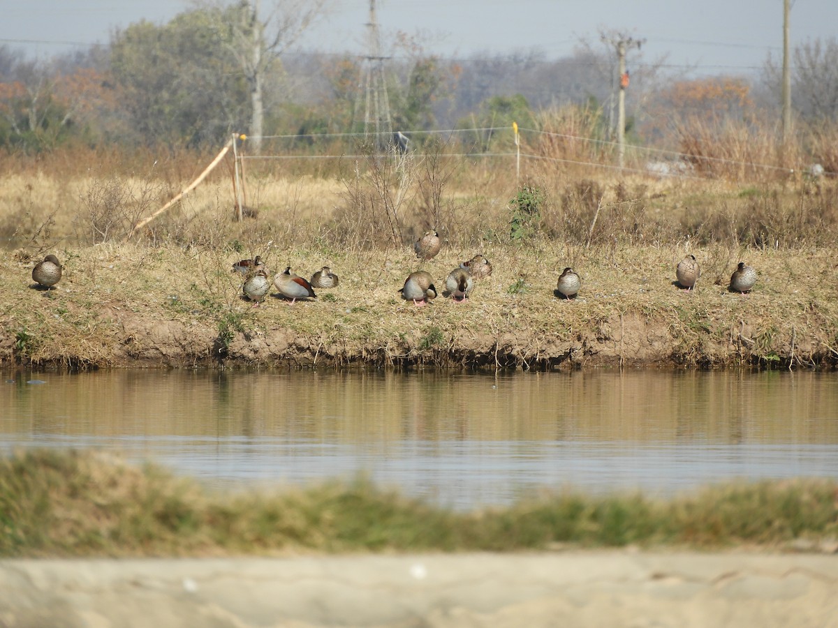 Ringed Teal - ML638515176