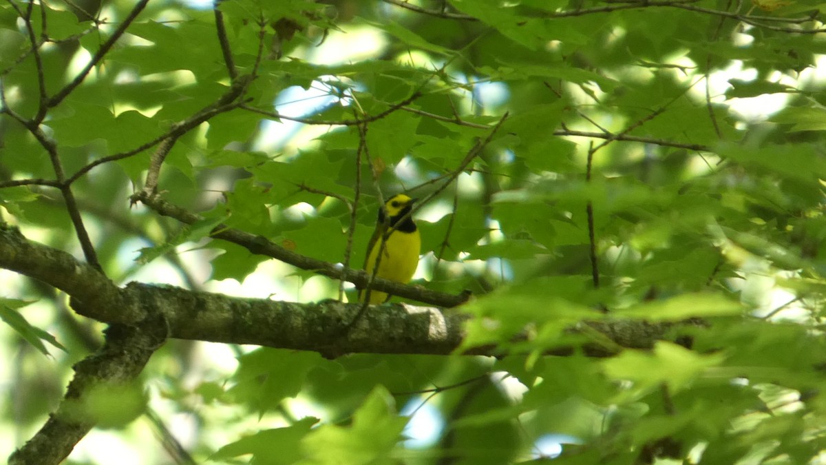 Hooded Warbler - ML638515200