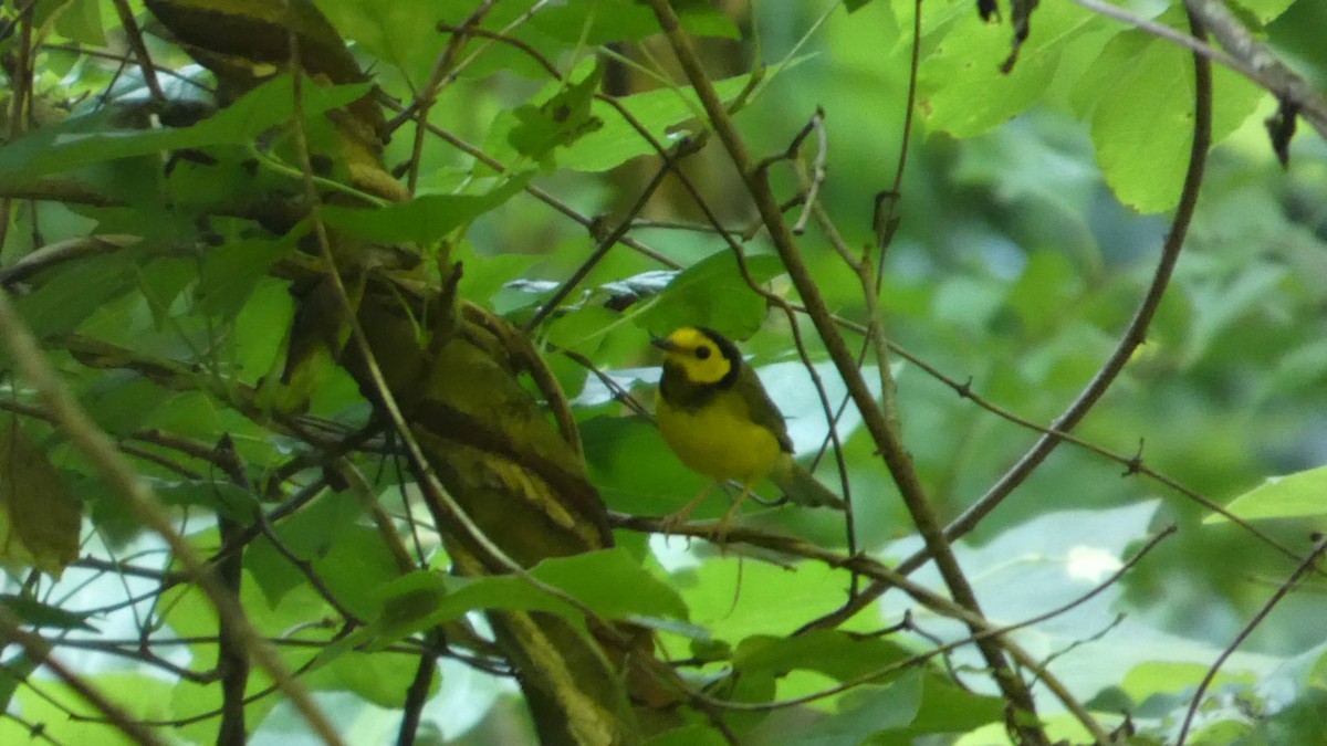 Hooded Warbler - ML638515201
