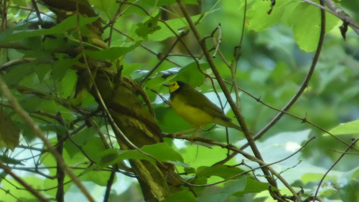 Hooded Warbler - ML638515202