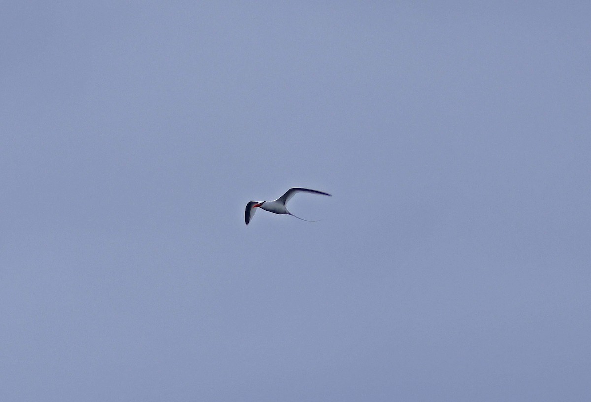 Red-billed Tropicbird - ML638515206