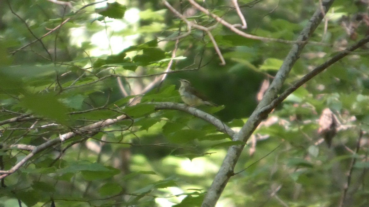 Swainson's Warbler - ML638515238